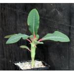 Euphorbia viguieri var. ankarafantsiensis 4-inch pots