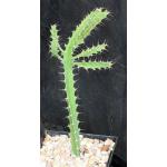 Euphorbia wakefieldii 5-inch pots