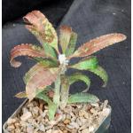 Euphorbia waringiae 5-inch pots