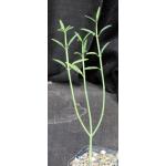 Euphorbia xantii 4-inch pots