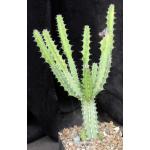 Euphorbia zoutpansbergensis one-gallon pots