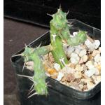 Euphorbia kalisana 5-inch pots