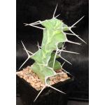 Euphorbia breviarticulata 5-inch pots