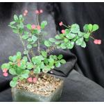 Euphorbia milii monstrose 5-inch pots