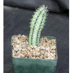 Euphorbia tescorum 5-inch pots