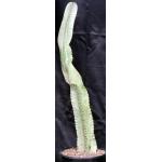 Euphorbia ammak (variegated) 3-gallon pots