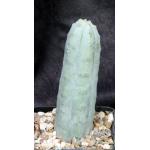 Euphorbia abdelkuri 5-inch pots