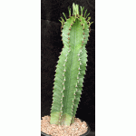 Euphorbia abyssinica 2-gallon pots