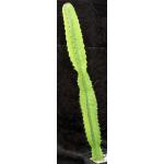 Euphorbia abyssinica (acurensis) one-gallon pots