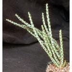 Euphorbia aeruginosa (major) 5-inch pots