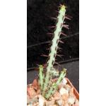 Euphorbia aeruginosa (minor) 2-inch pots
