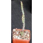 Euphorbia aeruginosa (major) 4-inch pots