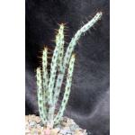 Euphorbia aeruginosa (major) 5-inch pots