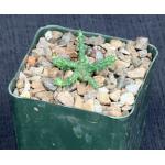 Euphorbia albipollinifera 4-inch pots