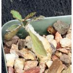 Euphorbia ambovombensis 2-inch pots