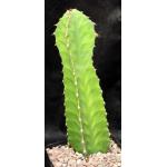 Euphorbia ammak one-gallon pots