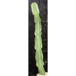 Euphorbia ammak 3-gallon pots