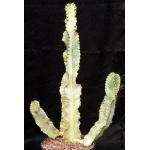 Euphorbia ammak (variegated) 10-inch pots