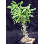 Euphorbia analavelonensis 5-inch pots