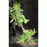 Euphorbia analavelonensis one-gallon pots