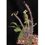 Euphorbia milii ‘antifakiensis’ one-gallon pots