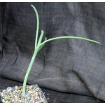 Euphorbia arbuscula 5-inch pots