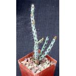Euphorbia aeruginosa (major) 3-inch pots