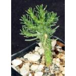 Euphorbia arida (GM 245) 2-inch pots