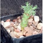 Euphorbia arida (GM 245) 2-inch pots
