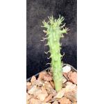 Euphorbia arida (GM 245) 2-inch pots