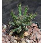 Euphorbia arida (GM 245) 4-inch pots