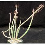 Euphorbia asthenacantha 5-inch pots