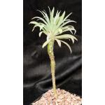 Euphorbia atropurpurea 5-inch pots