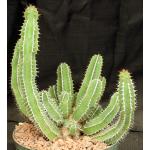Euphorbia avasmontana 8-inch pots