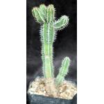 Euphorbia avasmontana one-gallon pots
