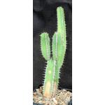 Euphorbia avasmontana 5-inch pots