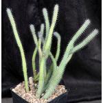 Euphorbia baioensis one-gallon pots