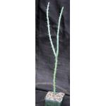 Euphorbia ballyana 4-inch pots