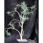 Euphorbia balsamifera ssp. balsamifera one-gallon pots