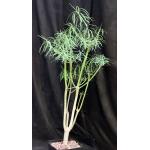 Euphorbia balsamifera ssp. balsamifera one-gallon pots