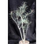 Euphorbia balsamifera ssp. balsamifera one-gallon pots