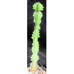 Euphorbia barnardii 5-inch pots