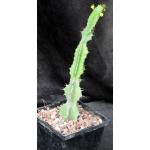 Euphorbia barnardii5-inch pots