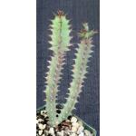 Euphorbia baylissii var. mozambiquensis 4-inch pots