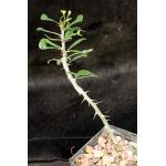 Euphorbia berorohae 4-inch pots