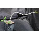 Euphorbia berorohae 4-inch pots