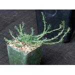 Euphorbia bitataensis (Gilbert 7755) 4-inch pots
