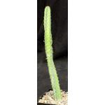 Euphorbia boranensis 5-inch pots