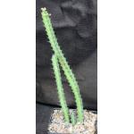 Euphorbia boranensis (spiny form) 5-inch pots
