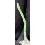 Euphorbia bothae 5-inch pots